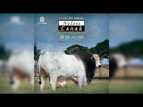 Lote 200   K2326 FIV AL CANAA   NFHC 2326 zap