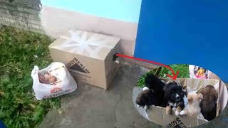 5 small dogs were left in a cardboard box, they took turns breathing the little air to maintain life