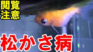 【金魚の病気】新しい仲間のチビピンポンパールがまさかの病に・・・【金魚水槽】【松かさ病と水泡とエロモナス菌】