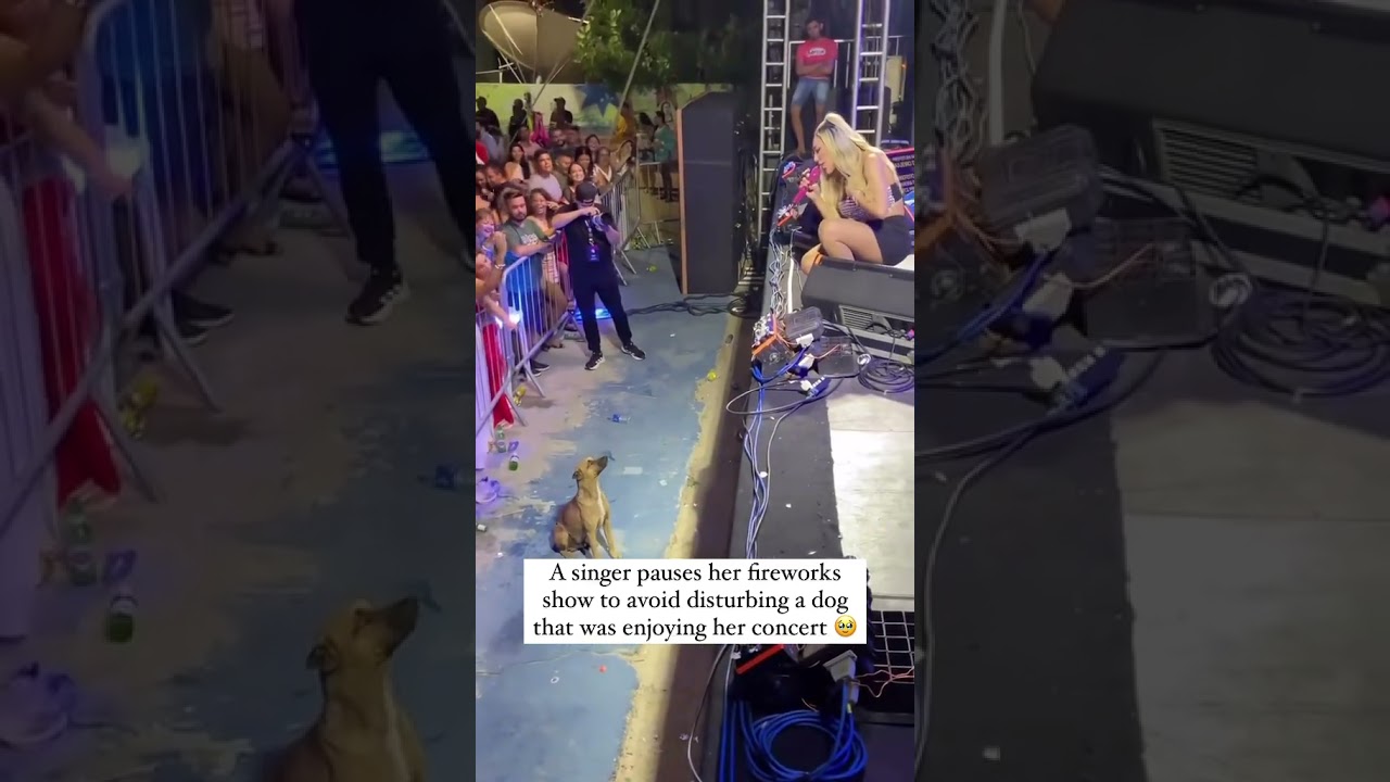 Singer SUSPENDS Fireworks for a CUTE Dog 🐶