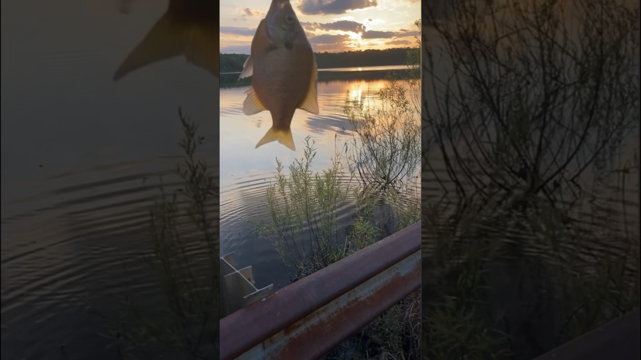 A Great Evening Fly Fishing for Bluegill YouTube