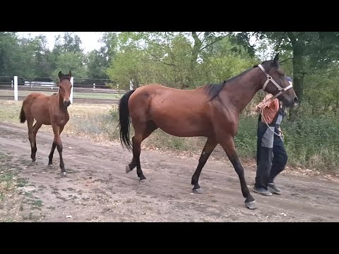 A Carefree Childhood Is Over Foals Are Taken Away From Their Mothers Part 6