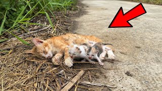 After the accident, the mother cat was left on the side of the road, her cubs were scared and crying