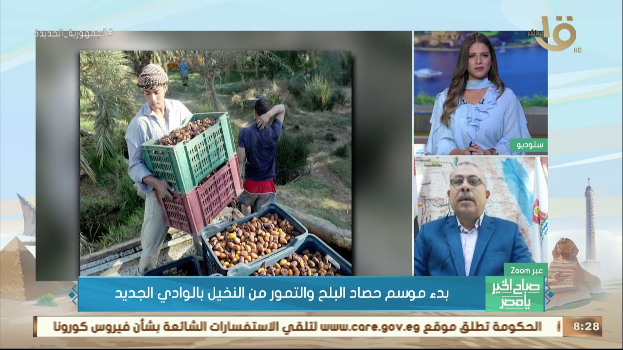 بدء موسم حصاد البلح والتمور .. وكيل وزارة الزراعة: المغرب أكثر الدول المستوردة للتمور المصرية