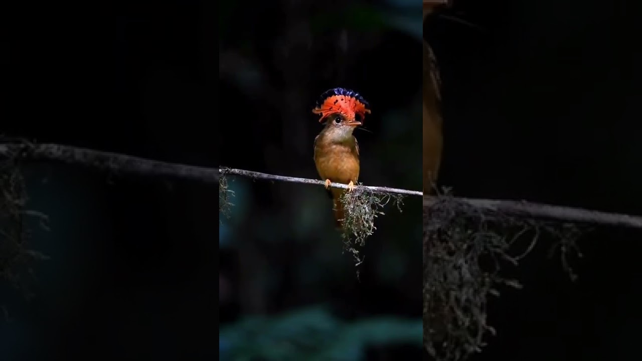 The Amazonian royal flycatcher