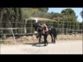 The Beautiful Friesian Horse Part 1