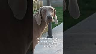 #youtubeshorts #dog #love #dogs #trending #funny #weimaraner #youtube #puppy #pets