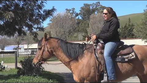 Teach your horse to stand while mounting