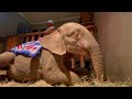 The heartwarming moment baby elephant Khanyisa goes to sleep 😴 at night
