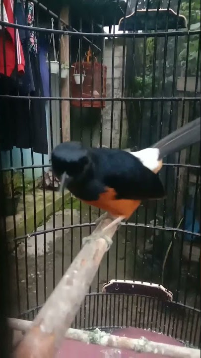 gaya tarung murai batu f3@bangunprayitno1177