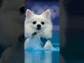 🐶🏅 Olympic Dog Dive SHOCKS Everyone! 😱💦