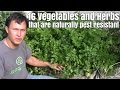 16 Edible Plants in my Garden that have Natural Pest Resistance