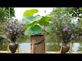 Beautiful Front Yard Garden Ideas, Grow Lotus at Home | TEO Garden