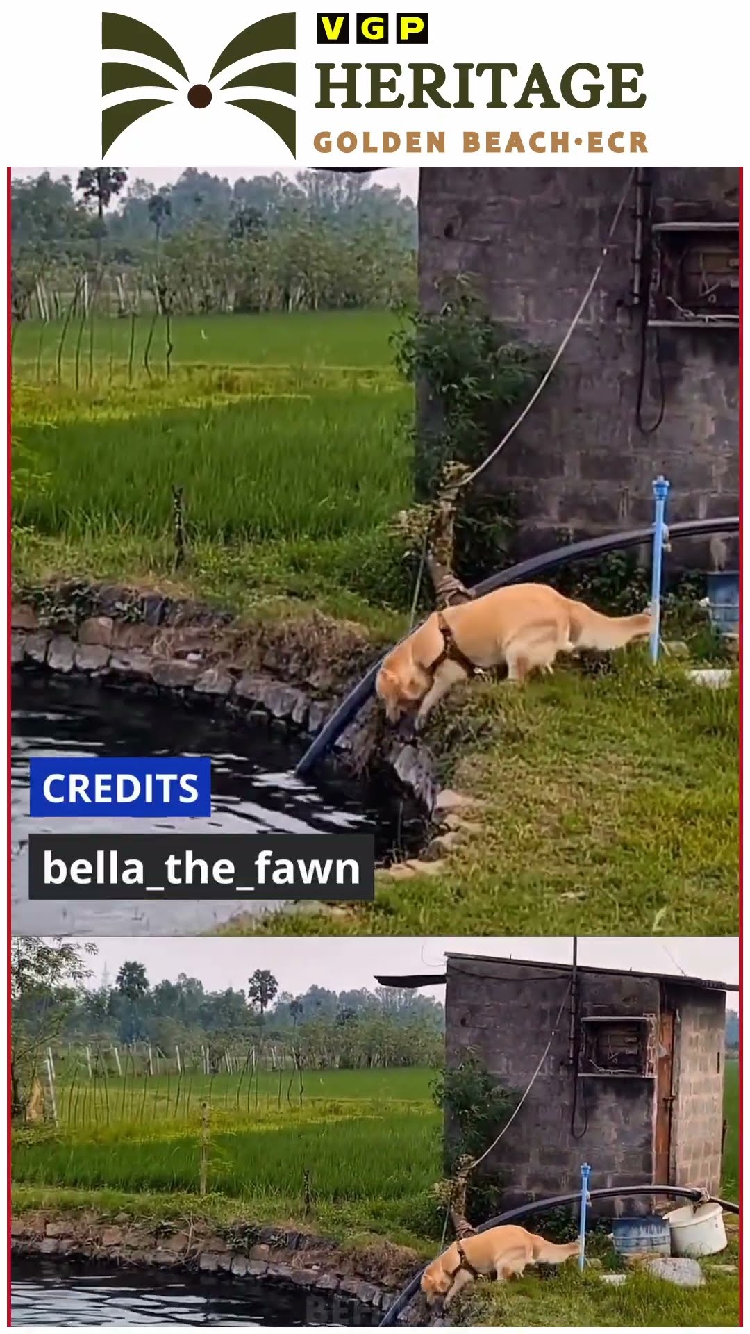 'அண்ணா எங்க போன என்ன ஆச்சு உனக்கு..?' ? டக்குனு தண்ணில குதித்த Dog ?