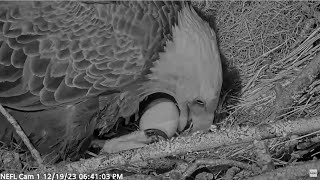 AEF NEFL Eagles ~ GABBY LAYS HER FIRST EGG ??? Congratulations & Blessings To Gabby & V3 12.19.23