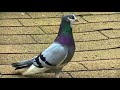 Top high flying pigeons in world