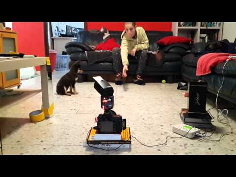 How To Use High Speed Photography Gear To Photograph Your Hyperactive Pet