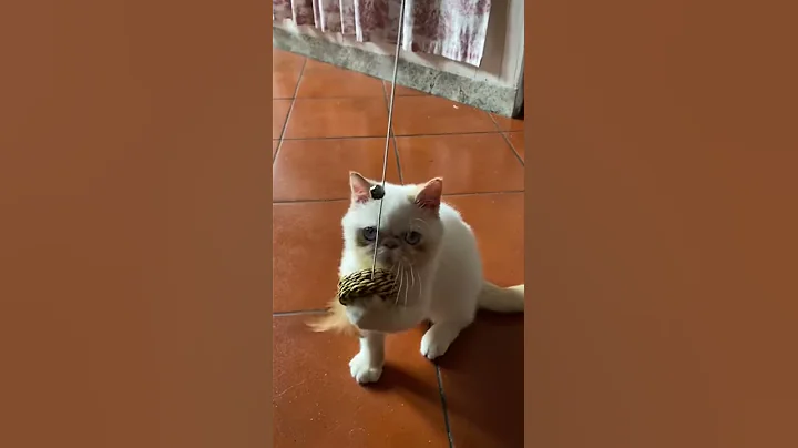 Watch the video about Cuccioli Exotic Shorthair maschi femmine in vendita video 4