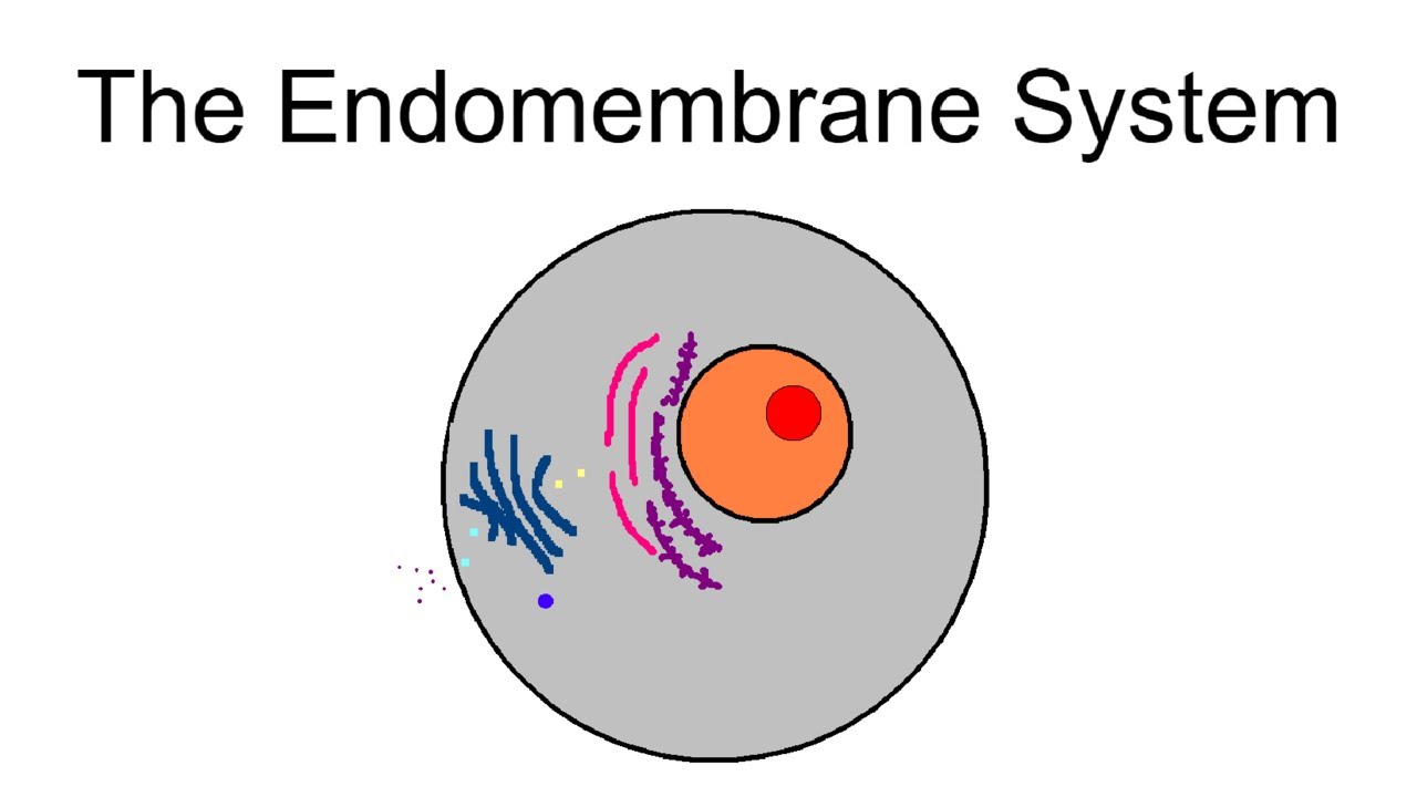 DNA to a Protein - The Endomembrane System - Biology I