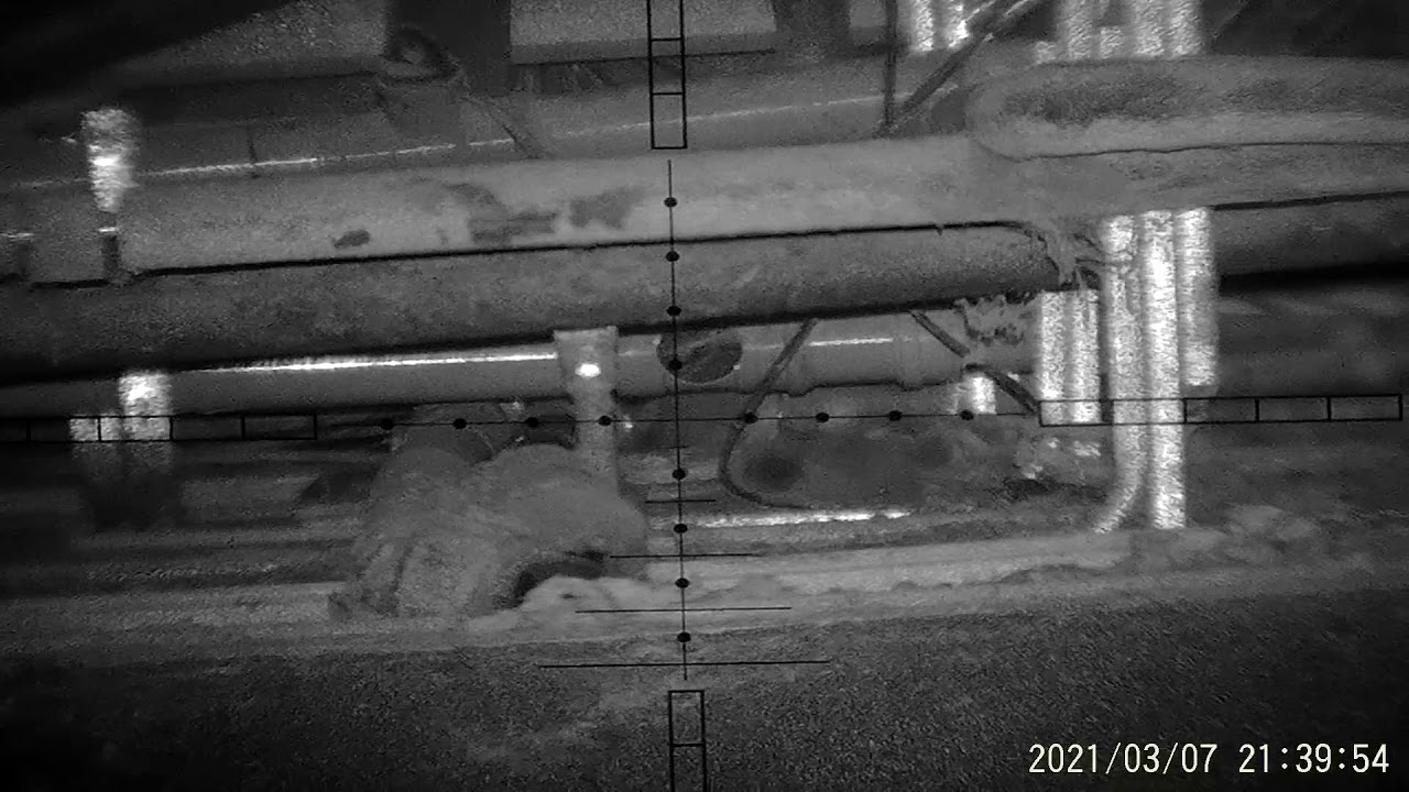 Air rifle ratting 3 YouTube