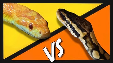 Ball Pythons VS Corn Snakes