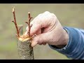 CÓMO HACER un INJERTO de PÚA en un árbol FRUTAL || La Huertina De Toni