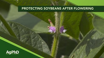Protecting Soybeans after Flowering (From Ag PhD #1156 - Air Date 5-31-20)