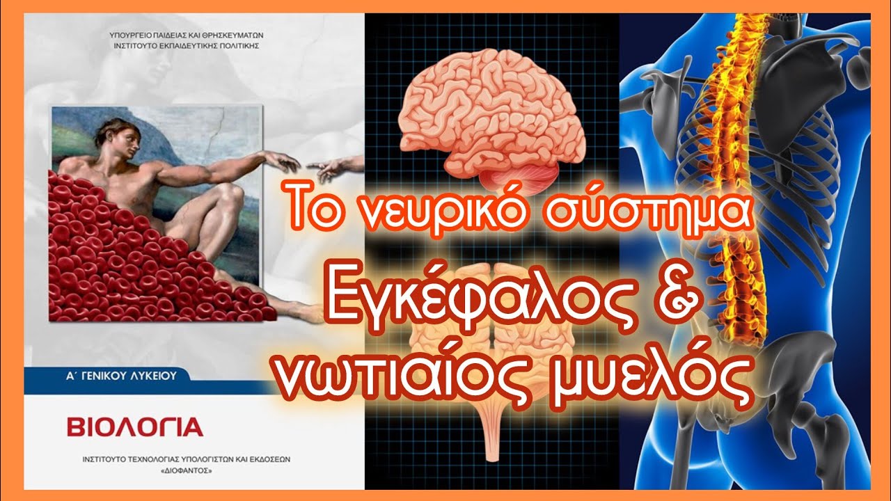 Εγκέφαλος & νωτιαίος μυελός • Το νευρικό σύστημα • Κεφ. 9.5