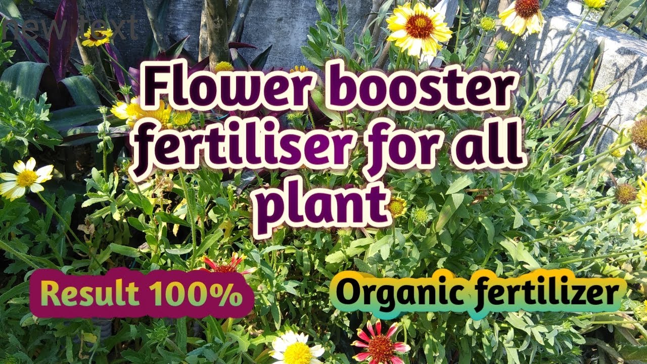 Best organic fertilizer for our perennial flower plant Flower