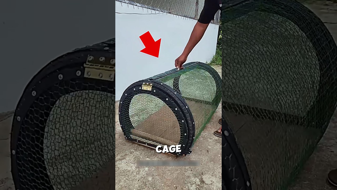 Начните выращивание цыплят с минимальными затратами 🐓🤯 