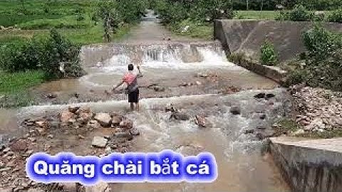 Quăng chài bắt cá suối