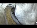 Horse Poops 7