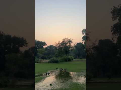 Mesmerizing Garden Symphony: