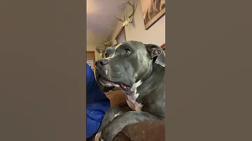 He Was A Little Camera Shy Dogsinging 