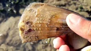 I awakened the pearl clam that had been sleeping for a hundred years, and it brought me great wealth