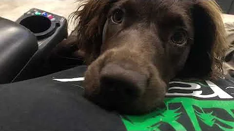 My Boykin Spaniel Puppy and what I think of the br...