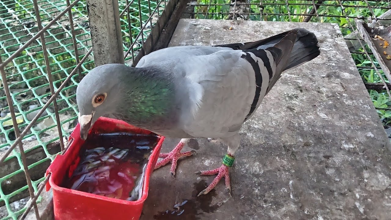 THIRD TRAINING: 65.19 km. air distance. CFC &ONE OCCI. Caminawit to Sablayan.