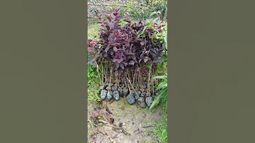 How To Grow Thailand S Black Guava In Pakistan Black Guava Farming Kala Amrood 