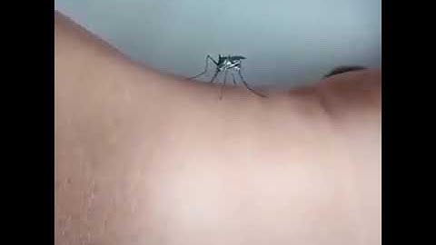 kebal gigitan nyamuk