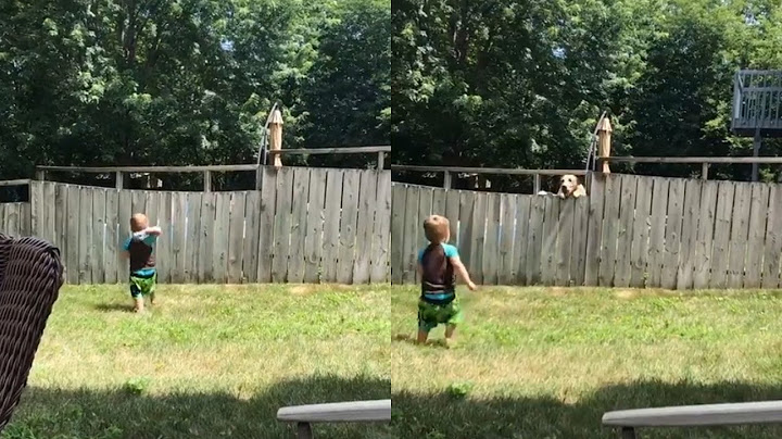 Adorable boy and neighbor dog play fetch over fence