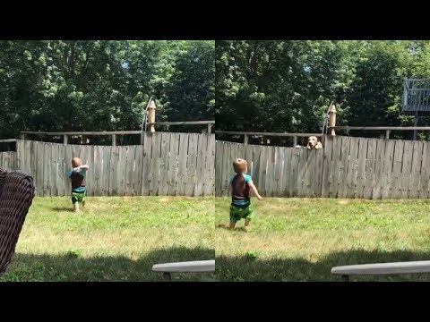 Adorable boy and neighbor dog play fetch over fence