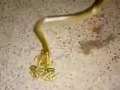 Frog captures a snake
