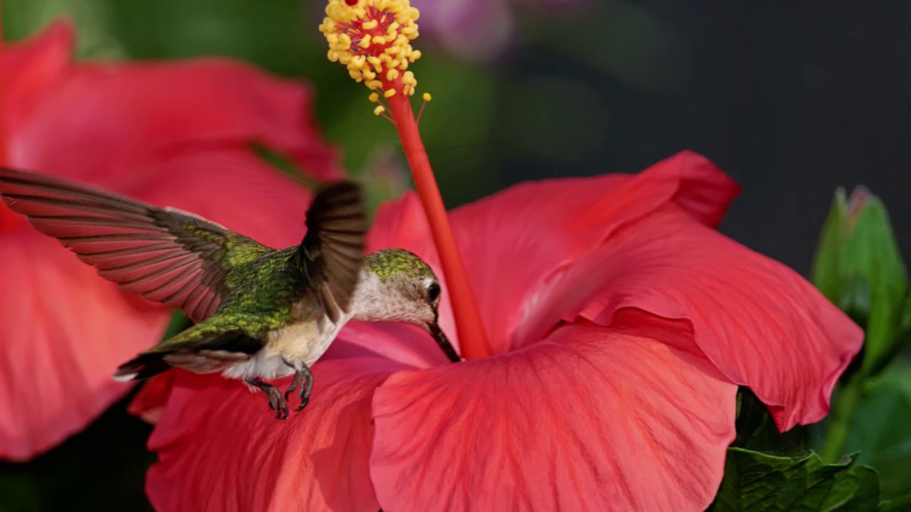 More Hibiscus and Hummingbirds YouTube