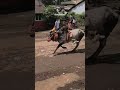 Balligavi Bull's