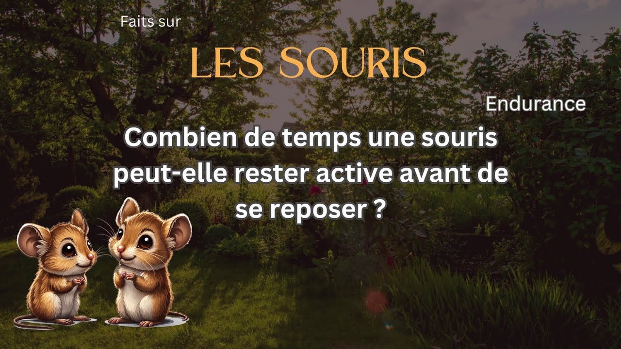 Fait sur la Souris 40 Combien de temps une souris peutelle rester — free download