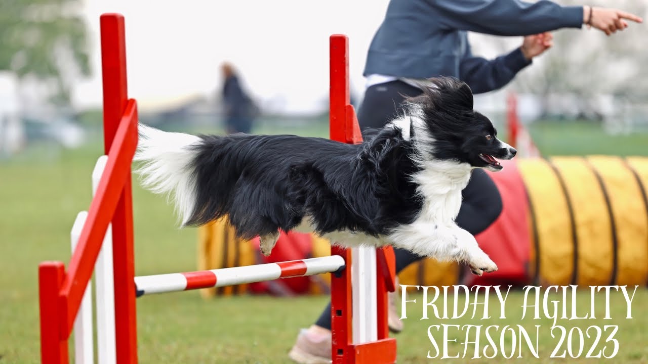 Friday Agility Season 2023