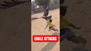 Giant eagles are actually dangerous 😱 #eagles #predator #wildlife