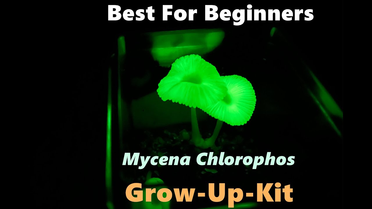 Glowing Mushroom Mycena chlorophos Show