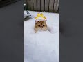 Especially Cat from Ai Dorpon #purr#cat#cat#love#meow#catsofinstagram#kitty#mercedes #tesla#maserati