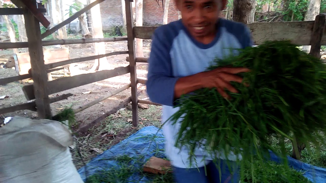 Cara beternak sapi orang dampu NTB 